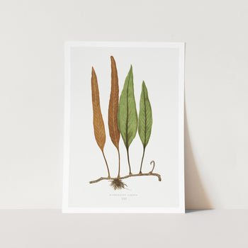 Niphobolus Ingua Art Print