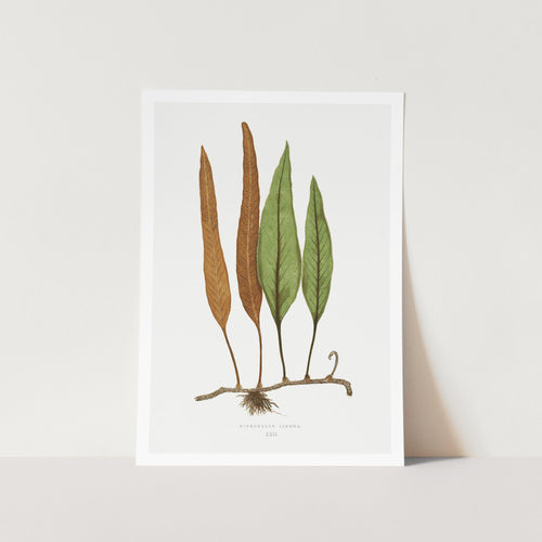 Niphobolus Ingua Art Print