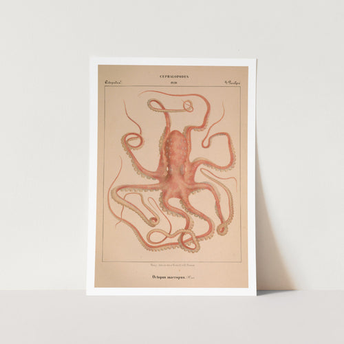 Octopus Macropus Art Print