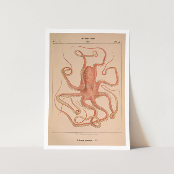 Octopus Macropus Art Print