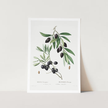 Olives Art Print