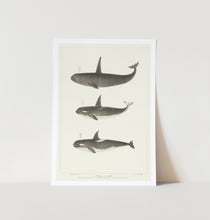 Load image into Gallery viewer, Orca/Killer Whale Art Print
