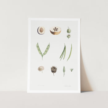 Parts of Plants Art Print