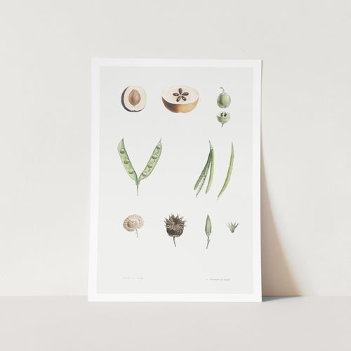 Parts of Plants Art Print