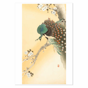 Peacock on a cherry blossom tree by Ohara Koson Art Print