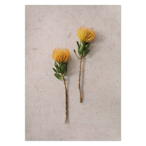 Pincushion pair by Sonjé Art Print