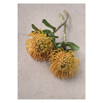 Pincushions by Sonjé Art Print