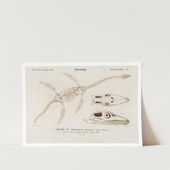 Plesiosaurus Art Print
