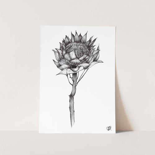 Protea by Jenna Art Print