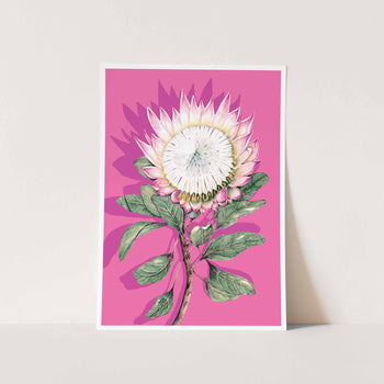 Protea in Sherbet Art Print