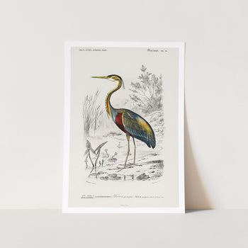 Purple Heron Art Print