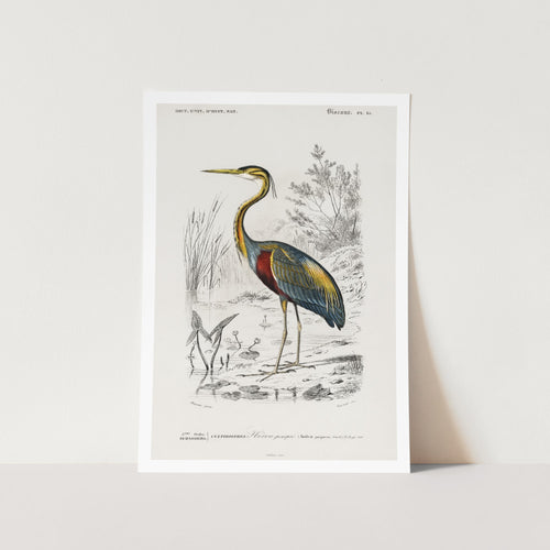Purple Heron Art Print