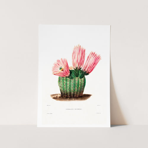 Rainbow Cactus Art Print