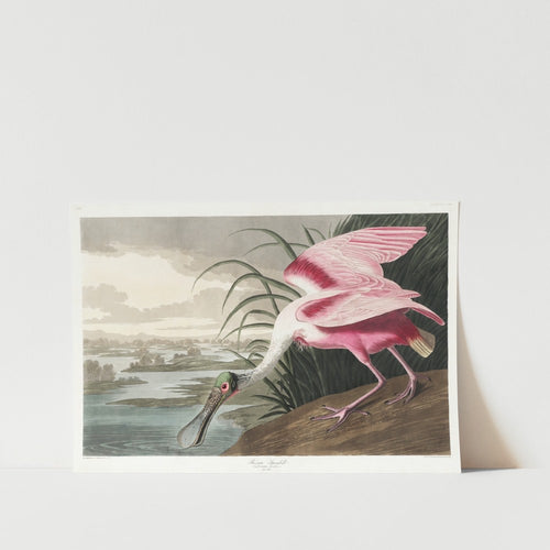 Roseate Spoonbill Art Print