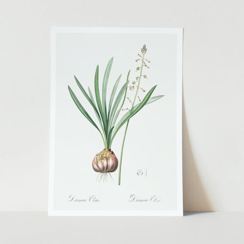 Satin Squill Plant Art Print