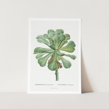 Sempervivum Canariense Art Print