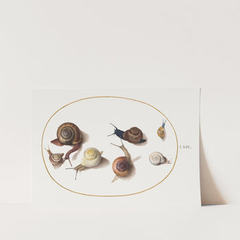 art_print_vintage_zoology