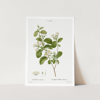 Snowdrop Bush Art Print