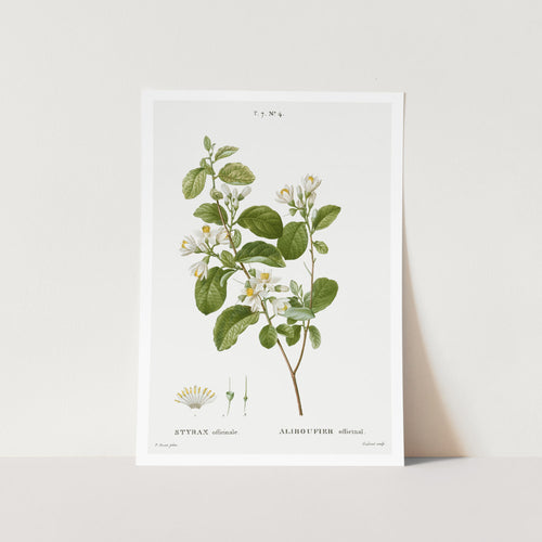 Snowdrop Bush Art Print