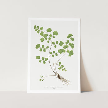 Southern Maidenhair Fern Art Print