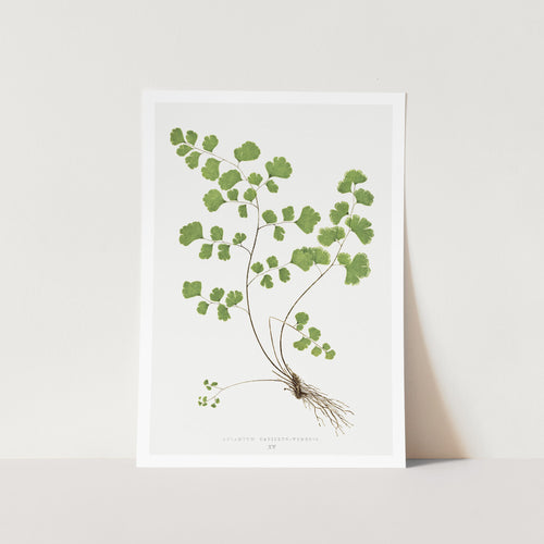 Southern Maidenhair Fern Art Print