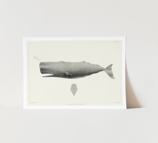 Sperm Whale Art Print