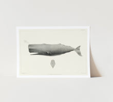 Load image into Gallery viewer, Sperm Whale Art Print
