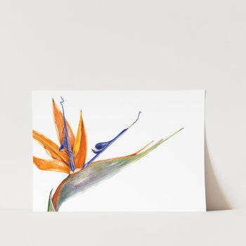 Strelitzia Crop Landscape Art Print