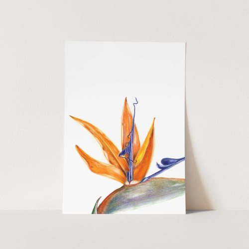 Strelitzia Crop Portrait Art Print