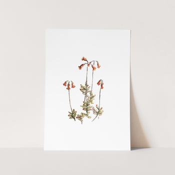 Succulents by Mareli Art Print