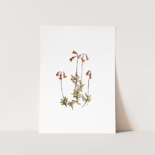 Succulents by Mareli Art Print