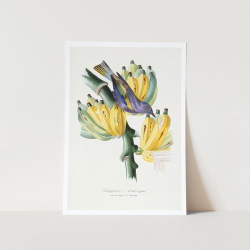 Tachyphone Archeveque Bird Painting Art Print