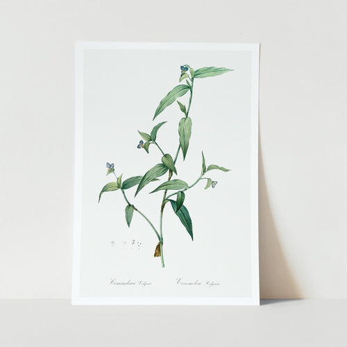 Tagblume Plant Art Print