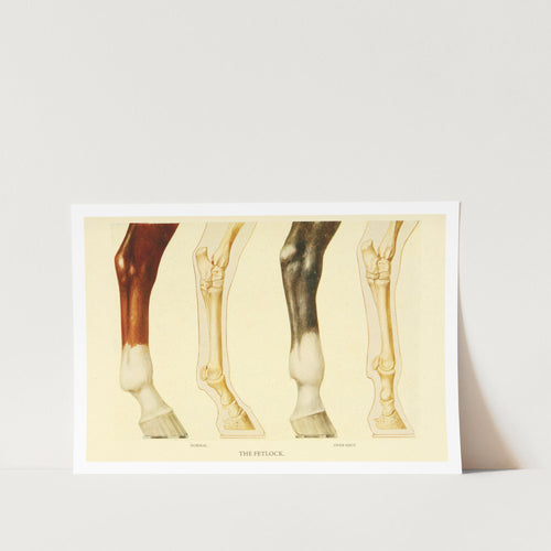 The Fetlock Art Print