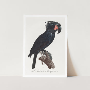 The Palm Cockatoo Art Print