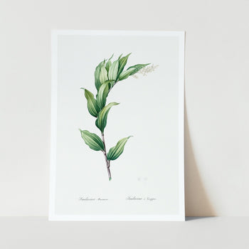 Treacleberry Plant Vintage Art Print