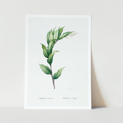 Treacleberry Plant Vintage Art Print