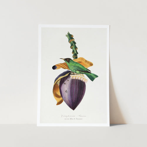 Treecreeper Bird Painting Art Print