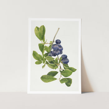 Art print vintage botany