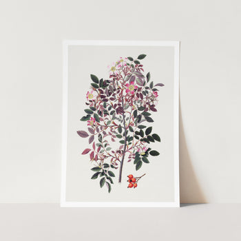 Vintage Shrub Rose Art Print