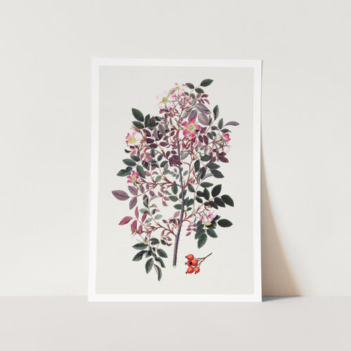 Vintage Shrub Rose Art Print