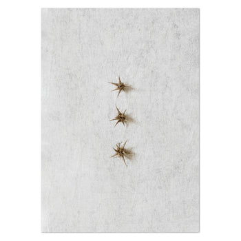 Wild Botanical 8 Art Print