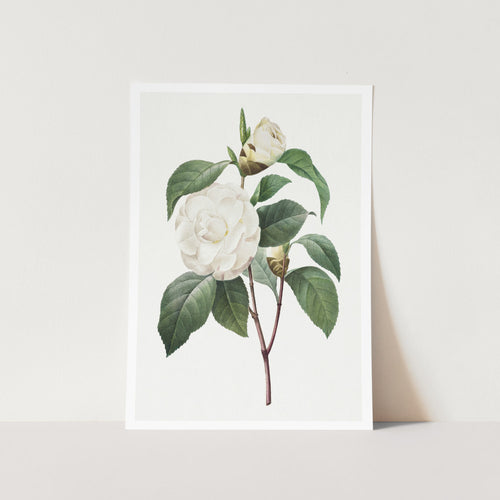 White Cordellia Art Print