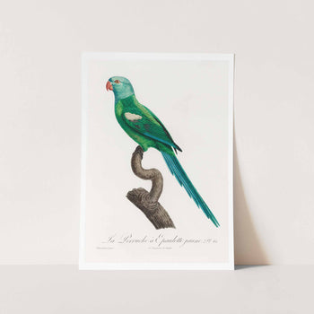 The Yellow Shouldered Amazon Art Print