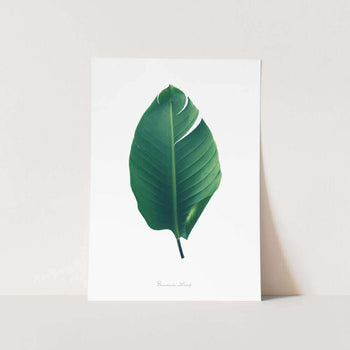 Banana Leaf Art Print