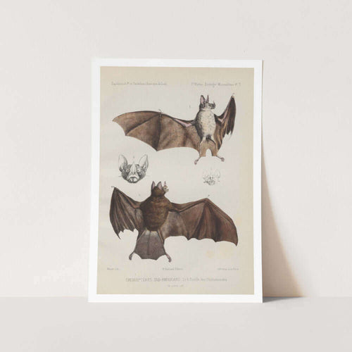 Bats Art Print