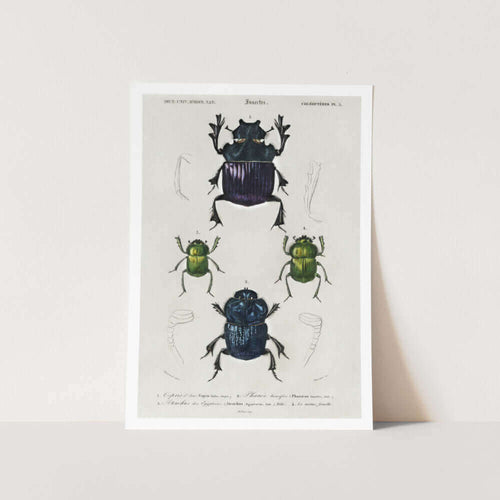 Beetles Art Print
