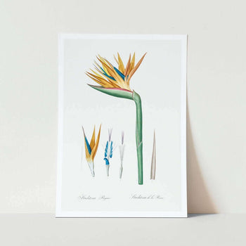 Bird of Paradise art print