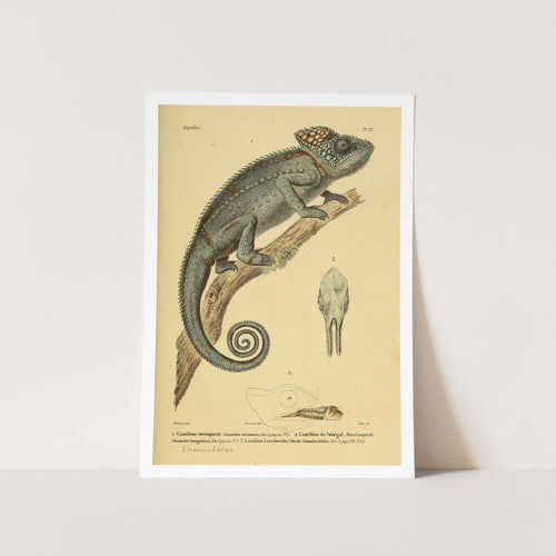 Chameleon Reptile Art Print
