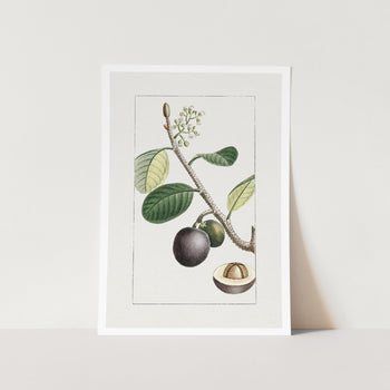 Icaque Plum Art Print